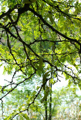 Acacia branches against the light