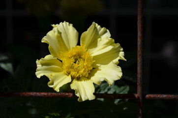 yellow flower on a black background