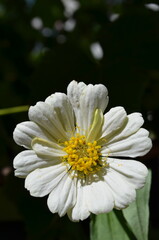 white flower with water drops