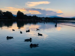 Enten bei Sonnenuntergang, Faakersee in K&auml;rnten, Sonnenuntergang am Faakersee