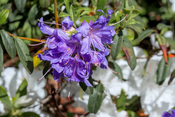 Dwarf Purple Rhododendron (Rhododendron impeditum) in park