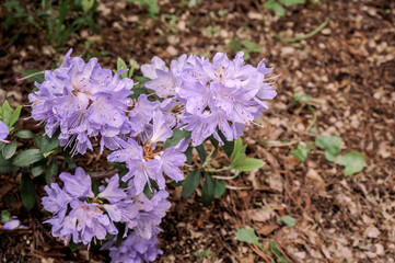 Dwarf Purple Rhododendron (Rhododendron impeditum) in park