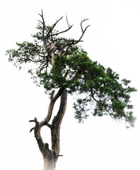 tree isolated on white