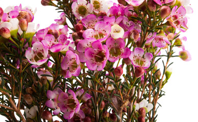 flowers of wax myrtle isolated