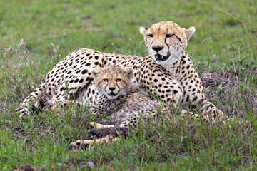 Naklejka na ściany i meble Cheetah and the cub in Maasai Mara, Kenya, Africa