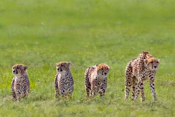 Cheetah and the cubs in Maasai Mara, Kenya, Africa © MehmetOZB