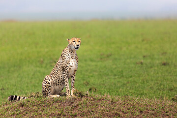 Cheetah in Maasai Mara, Kenya, Africa
