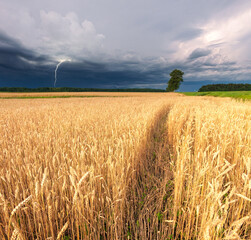 Rye field with dramatic sky and lightning in the background. Dramatic overcast sky in the fields.