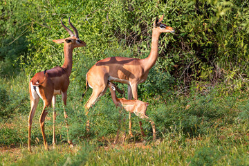 Male, female and baby gerenuk nursing in Samburu, Kenya, Africa