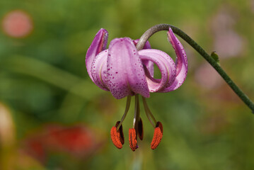 Fototapeta premium Turks Cap Lily (Lilium martagon) in garden