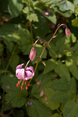 Obraz na płótnie Canvas Turks Cap Lily (Lilium martagon) in garden