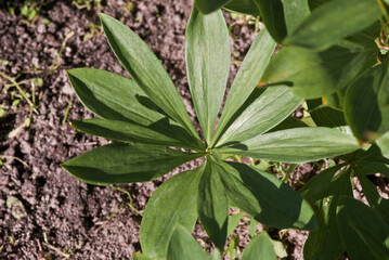 Turks Cap Lily (Lilium martagon) in garden