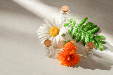 Bottles near calendula flower and chamomile with sunlight effect on wooden background. Naturopathy...