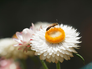 (Halictus scabiosae) Gelbbindige Furchenbiene Schmale Biene mit Bandmusterung auf ihres...