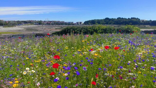 Views across the Old Harbour in Barry, Wales. There is a wildflower meadow in the foreground and you can see the Barry Island Fairground in the distance across the water.