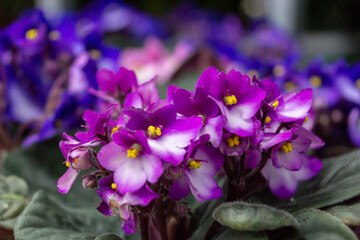 Saintpaulia or African violet purple