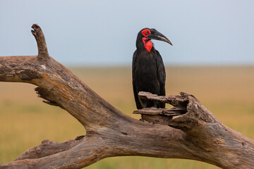 Southern Ground Hornbill on a dead tree trunk