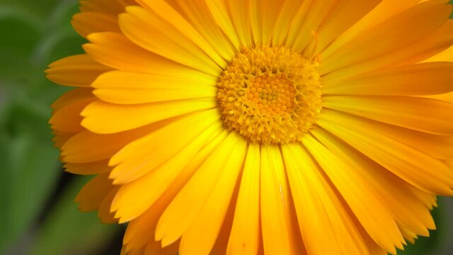 A marigold blossom. The bright orange calendula flower filmed in close-up movement. The background of blooming nature elements in the summer environment.