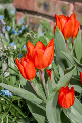 Unicum Tulip (Tulipa praestans) in garden