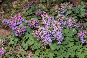 Solid-tubered Corydalis (Corydalis solida) in forest, Central Russia