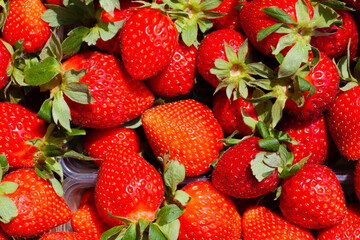 Freshly harvested Red Strawberries, Juicy Strawberries directly above