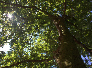 Fototapeta premium grands chênes vert ,en été , cime et tronc