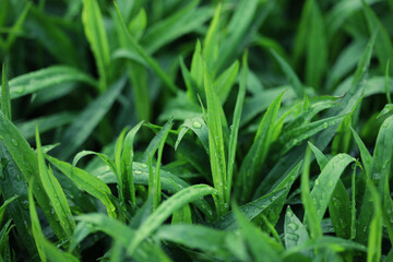 green grass with water droplet in sunshine