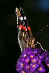 Atalanta butterfly on purple flower of Summer lilac, seen from the front, looking over the edge of the flower