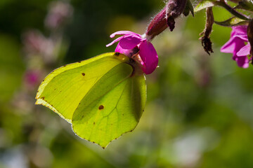 Common brimstone butterfly on the pink flower of Red campion