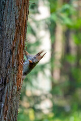 A squirrel hanging on a tree trunk and gnawing on bark