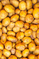 lots of potatoes. fresh potato with traces of earth on the skin