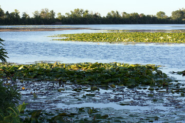 A lake full of lily pads.