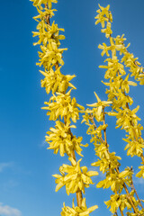 Korean Forsythia (Forsythia ovata) in garden