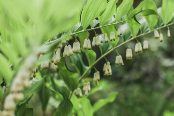 Fototapeta na wymiar Polygonatum, also known as Solomon's seal. White forest or garden flowers in bloom. Lots of small white flowers in a row. Large green leaves. Beautiful postcard for an Amateur florist