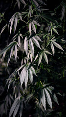 The silver color of the hemp leaves.
A huge cannabis bush in the forest thickets.Medicinal herb of the southern region.Green cannabis at marijuana farm.