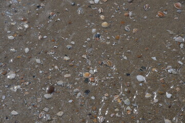 Kleine Muscheln liegen auf dem Sand und bilden kleine Wellen in das flache Wasser am Meeresufers....