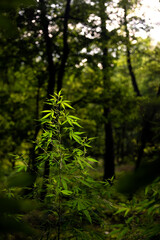 Fototapeta premium Flowering cannabis.The backlit,evening light hemp leaves.Light draws the texture of the sheet.Green leaves glow in the sun.The backlit, evening light hemp leaves.A green, large sheet of cannabis.