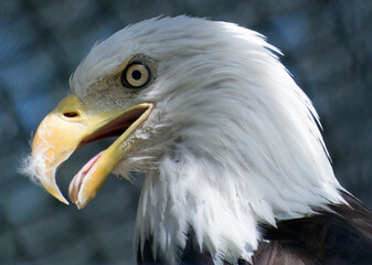 Close up of the face of a bald eagle with its beak open.