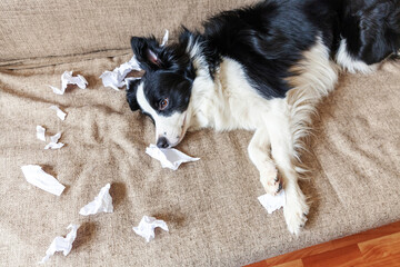 Naughty playful puppy dog border collie after mischief biting toilet paper lying on couch at home. Guilty dog and destroyed living room. Damage messy home and puppy with funny guilty look.