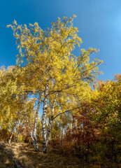 Fototapeta premium Golden fall. Silver Birch (Betula pendula) in deciduous forest in Central Russia