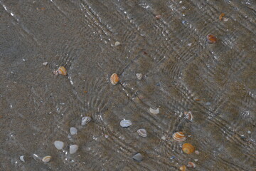 Kleine Muscheln liegen auf dem Sand und bilden kleine Wellen in das flache Wasser am Meeresufers. Die Sonne lässt das Wasser an manchen Stellen glitzern. 