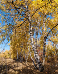 Golden fall. Silver Birch (Betula pendula) in deciduous forest in Central Russia