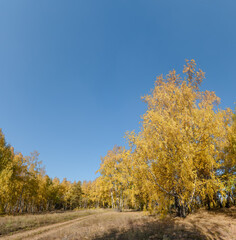 Golden fall. Silver Birch (Betula pendula) in deciduous forest in Central Russia
