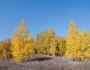 Fototapeta premium Golden fall. Silver Birch (Betula pendula) in deciduous forest in Central Russia