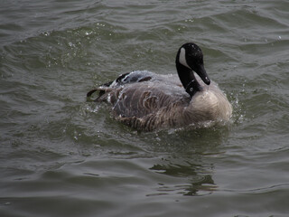 Canada Goose Splashily Bathing
