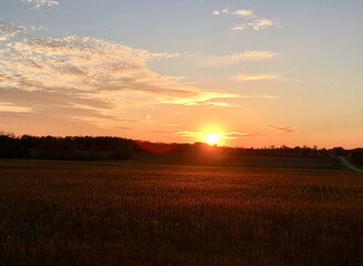 Fototapeta na wymiar A field of crops in the golden hour during sunset in Door County, Northern Wisconsin.