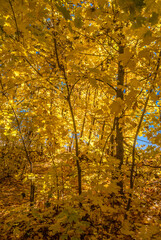 Golden fall. Norway Maple (Acer platanoides) in deciduous forest, Central Russia