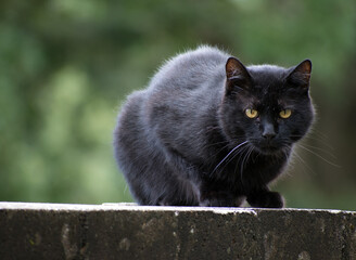 Black cat on a brick wall.