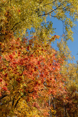 Golden fall. Silver Birch (Betula pendula) and Rowan (Sorbus aucuparia) in deciduous forest, Central Russia