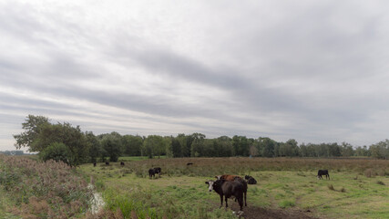 Some cows on a field south of Groningen, The Netherlands